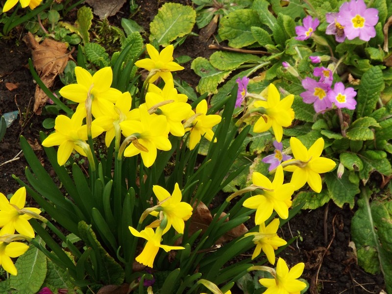 Il nous arrive  ... le printemps ! ...