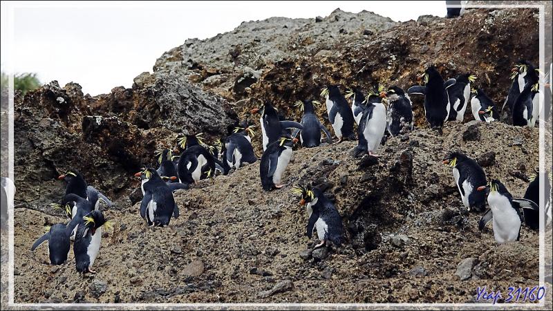 Les Gorfous de Moseley de Pequena Point - Nightingale Island - Tristan da Cunha