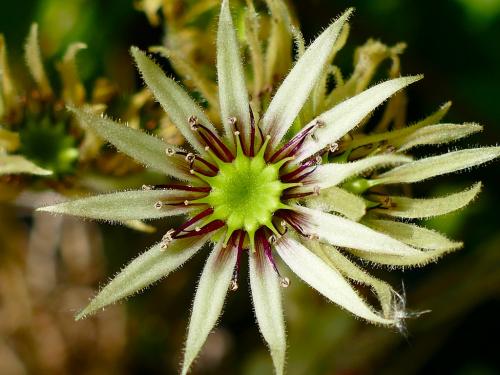 Fleurs cultivées : Joubarbe
