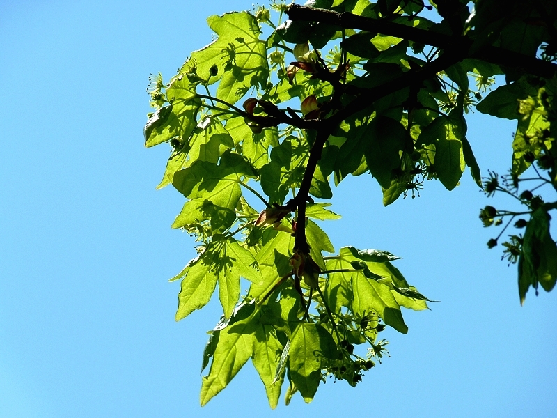 Metz / Un printemps Ying et Yang...