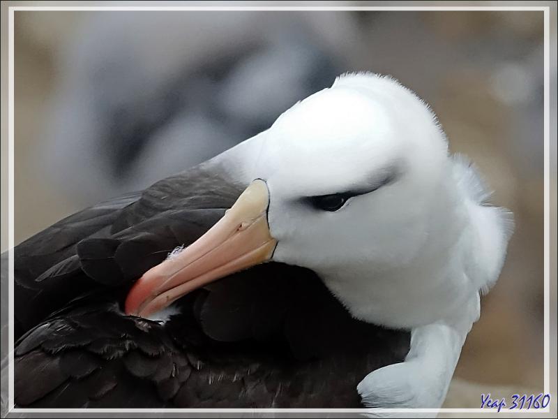 Albatros à sourcils noirs, Black-browed Albatross (Thalassarche melanophris) - Coffin's Harbour - New Island - Falkland (Malvinas, Malouines) - Grande-Bretagne