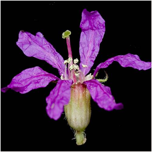 Vertus médicinales des plantes sauvages : Salicaire