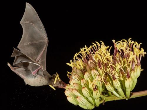 Fleurs cultivées :Selenicereus grandiflorus
