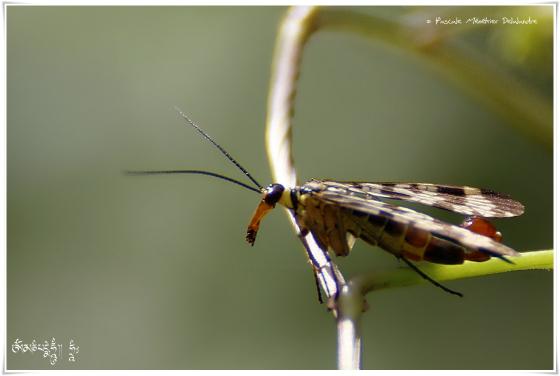 Panorpes ou mouche scorpion - Panorpa cognata ♂