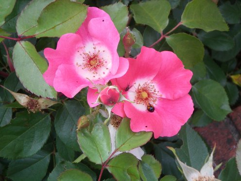 Image70