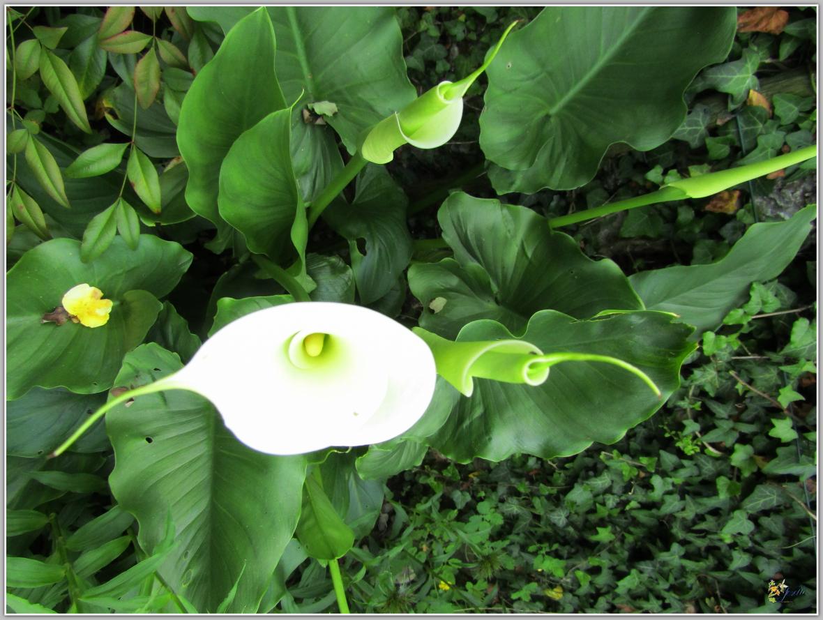 REVENONS AU JARDIN 