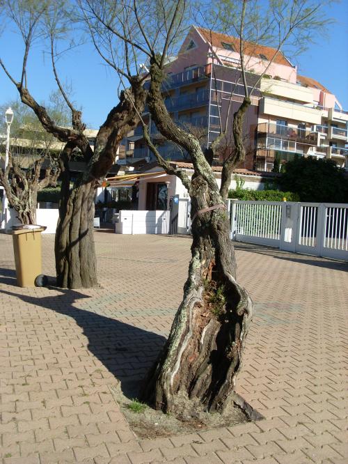 Troncs d'arbres : le Vent de l'Atlantique les fait souffrir