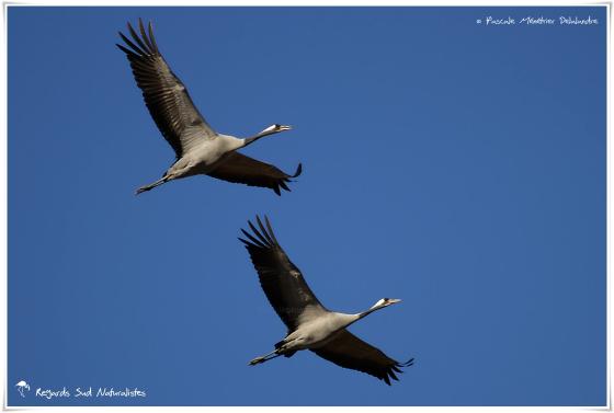 Grues cendrées