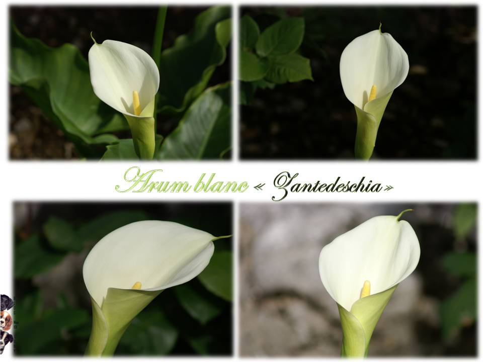 Les premières fleurs de mai 