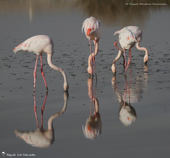 Flamants roses en patouille dans la vase...