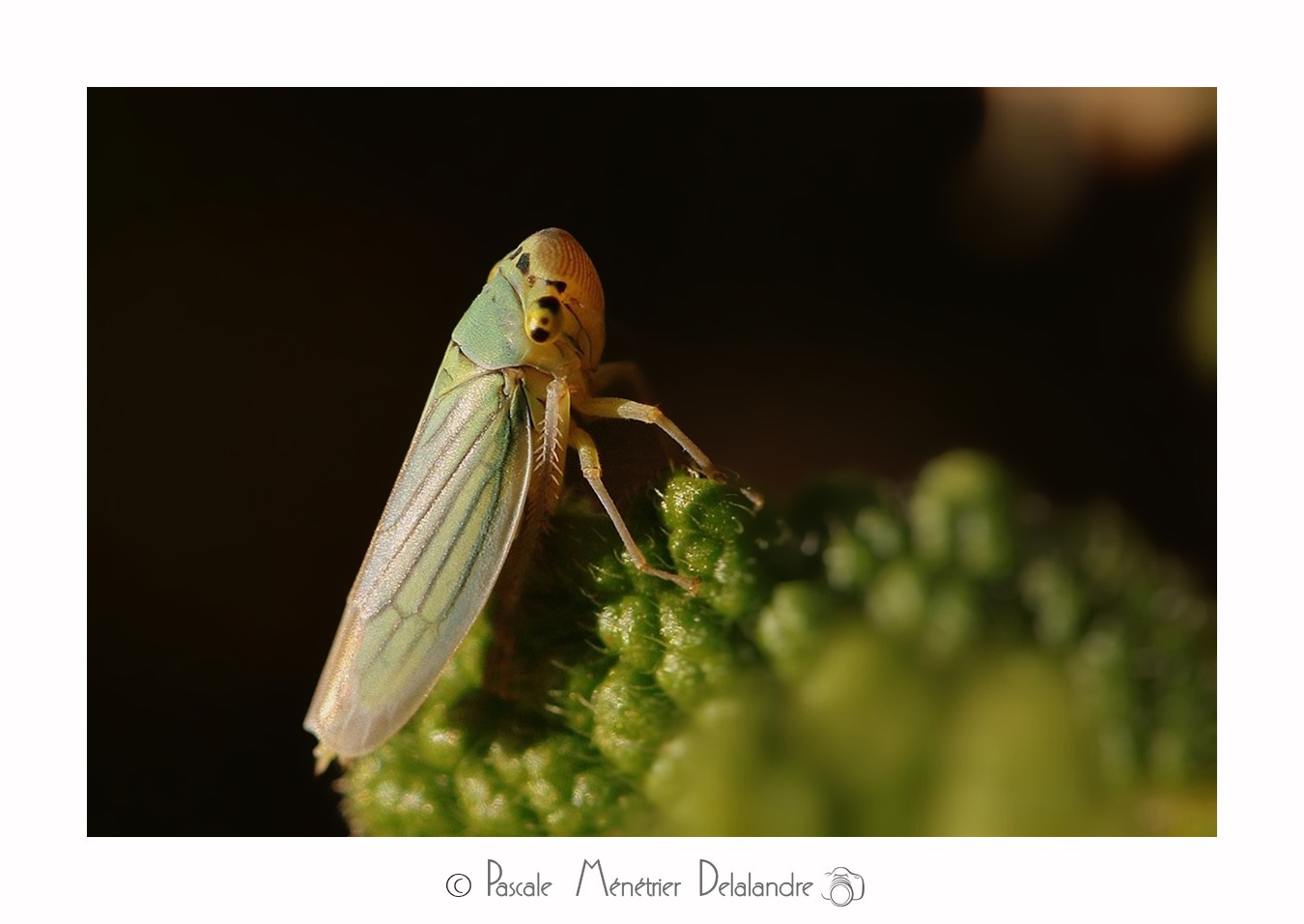Cicadelle verte (Empoasca vitis)