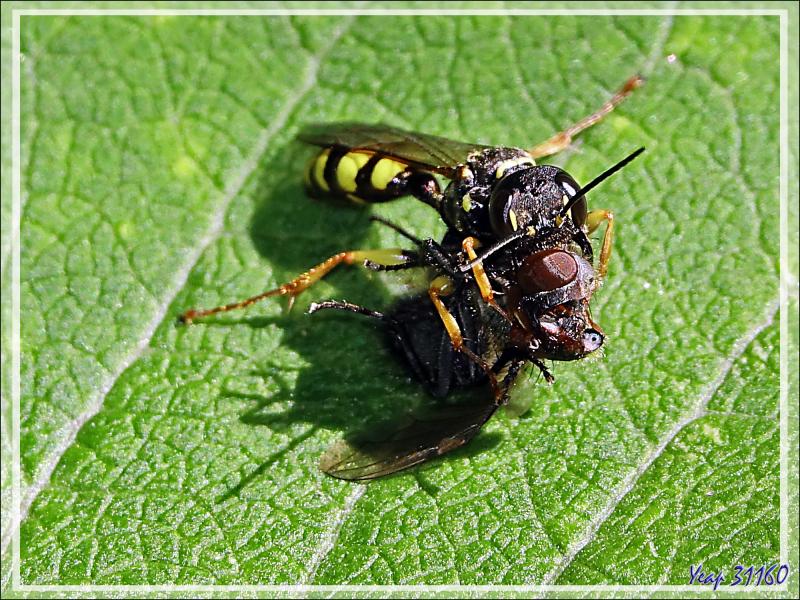 Le repas de la guêpe solitaire "Melline des champs", Field digger-wasp (Mellinus arvensis) - Lartigau - Milhas - 31