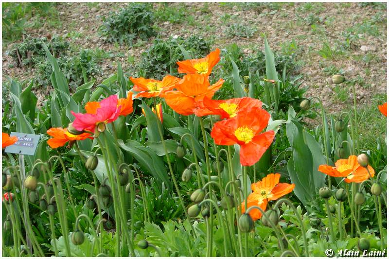 Fleurs