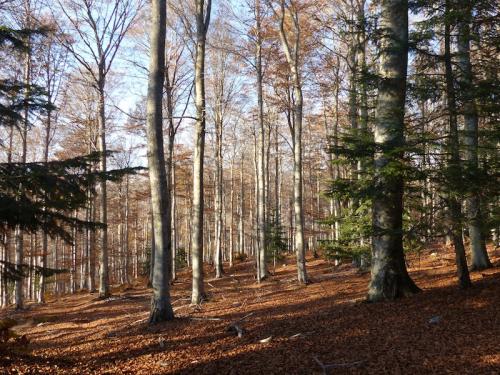 L'automne à l'Aigoual