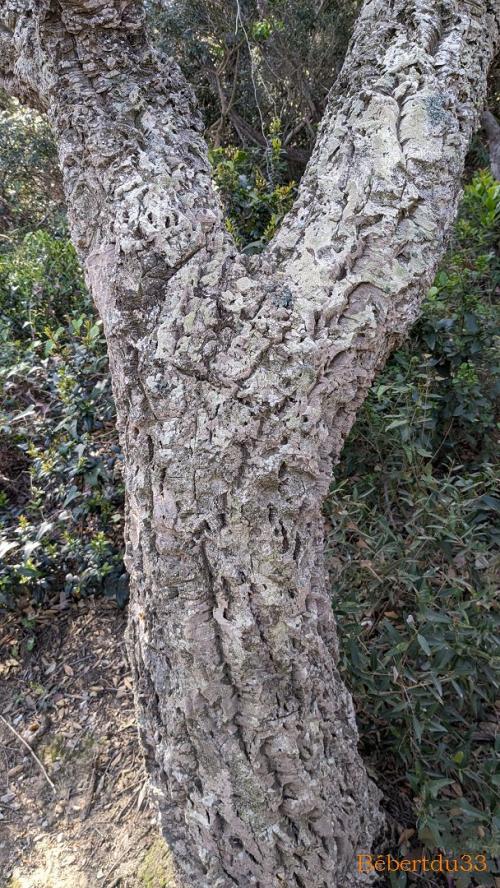 la presqu'île de Giens - 6