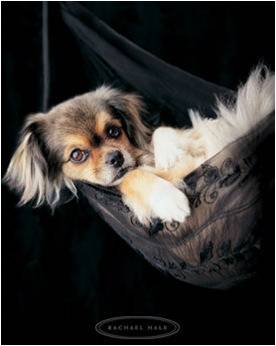 Chiens marrants