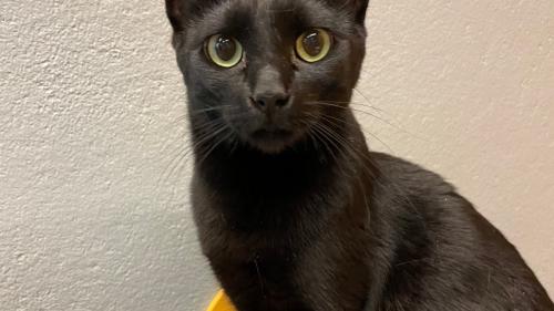 Jinx le chat polydactyle