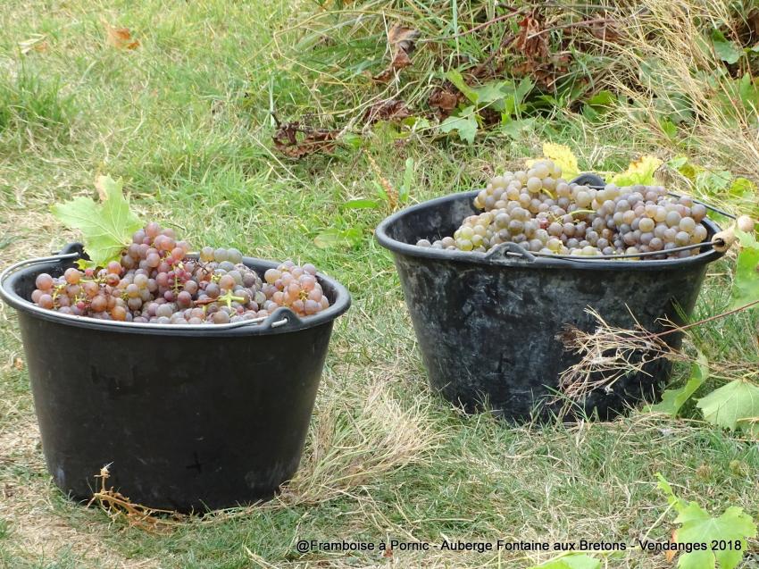Pornic, Vendanges à l'Auberge de la Fontaine aux Bretons -  2018