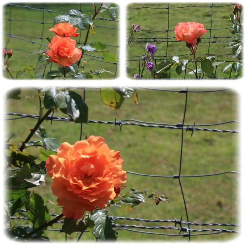 Petite scène de jardin : le massif Orange - Mauve