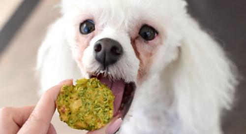 Lakseolie til hund