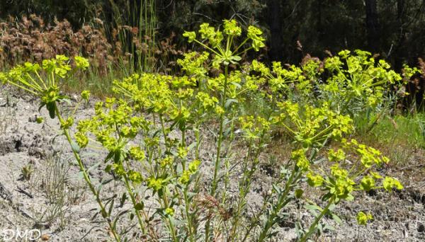 Euphorbia seguieriana  -  euphorbe de Séguier