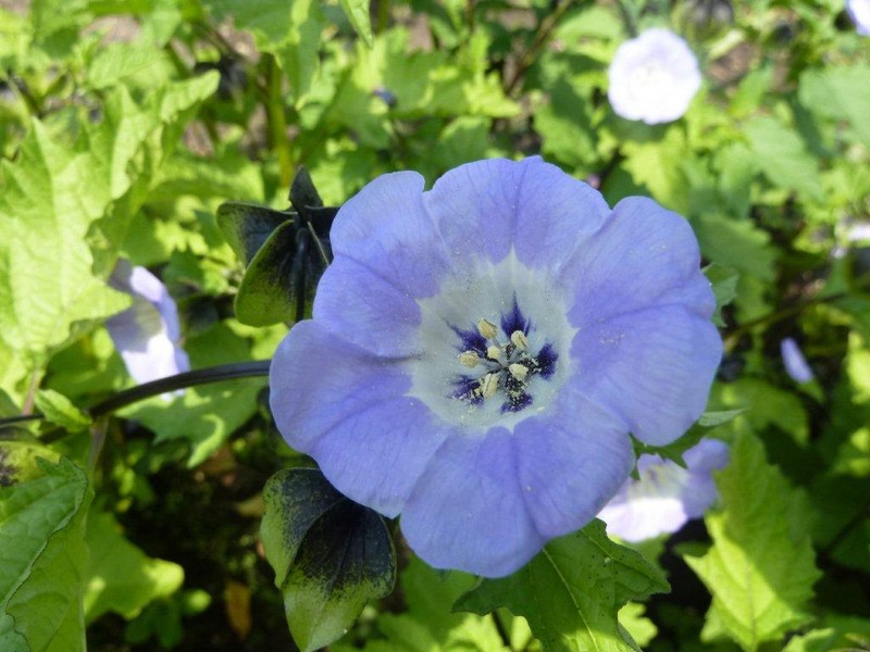 Nicandra ...