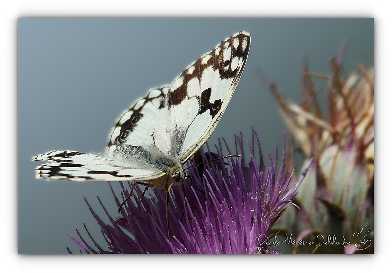 Dans la famille Nymphalidae