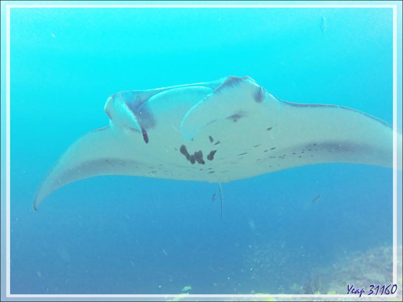 Raies mantas de récif ou Raies mantas d'Alfred, Reef manta rays (Manta alfredi) - Moofushi - Atoll d'Ari - Maldives