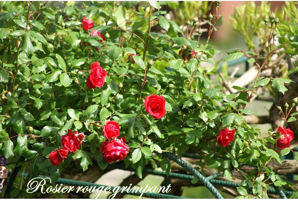 Les premières fleurs de mai 