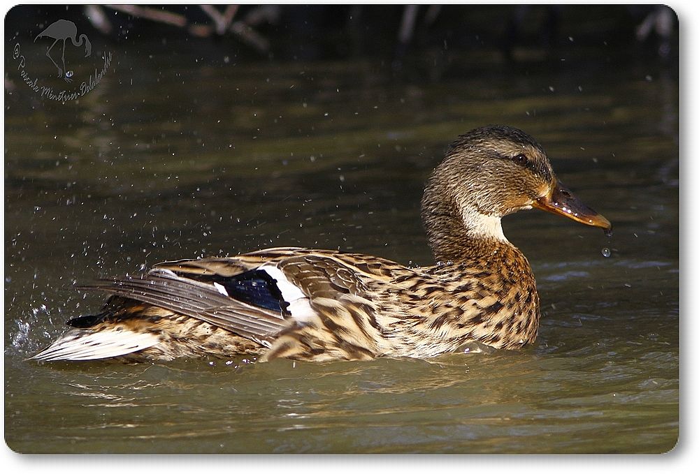 Canard colvert femelle - Anas platyrhynchos