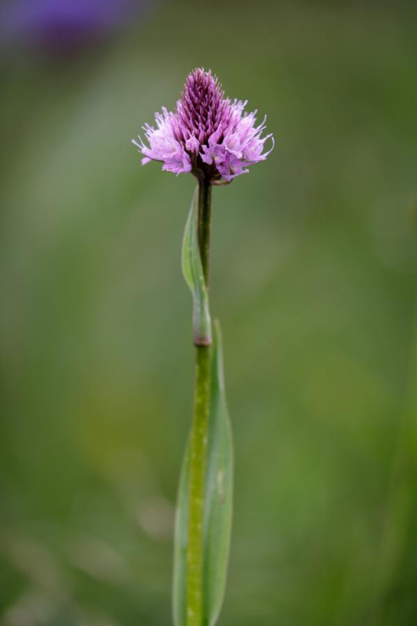 Orchis globuleux