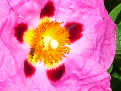 ANNE .L : Ses Fleurs