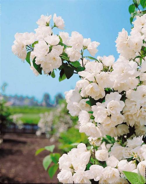 Fleurs cultivées : Seringat