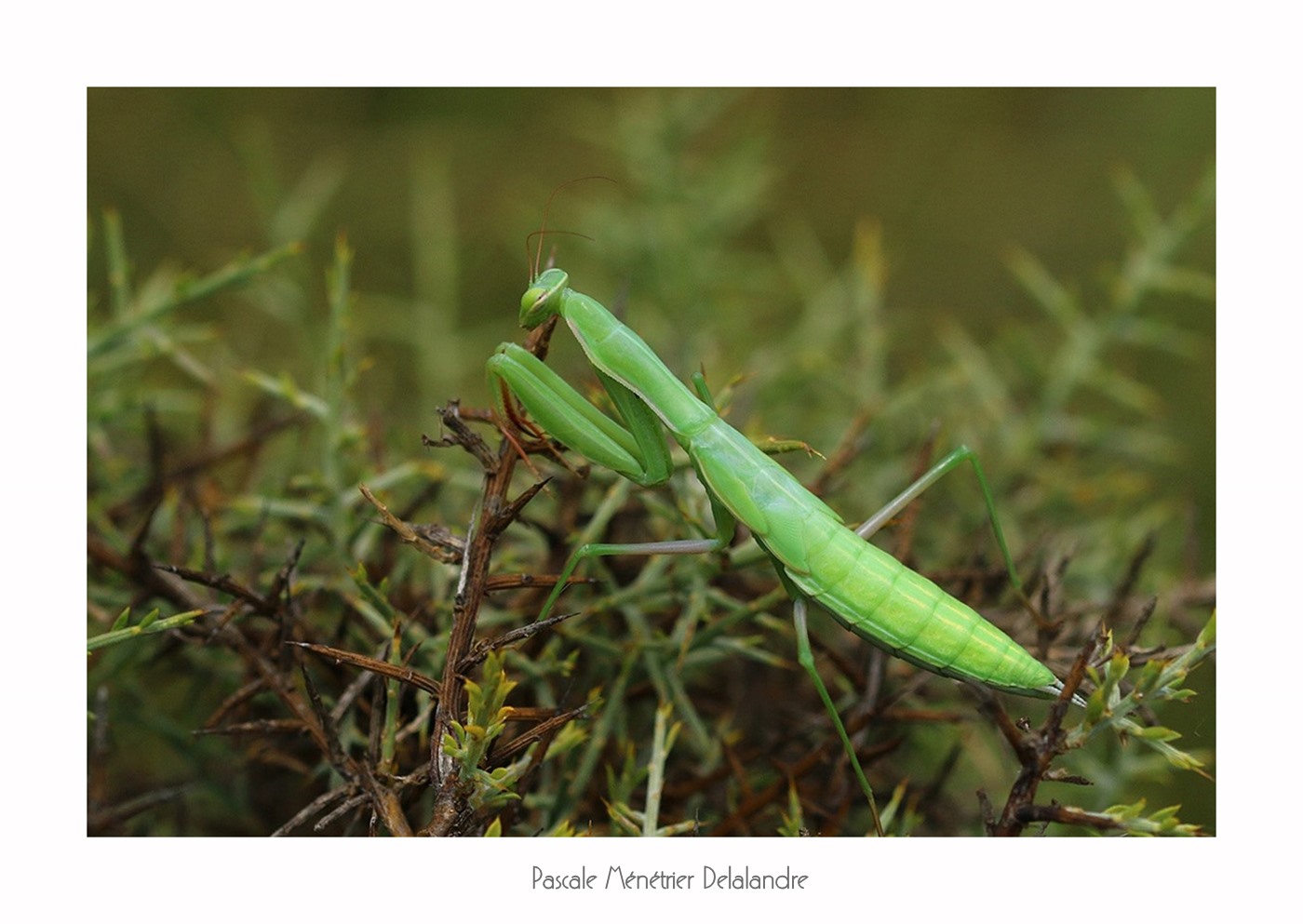 Mante religieuse forme verte immature - Mantis religiosa