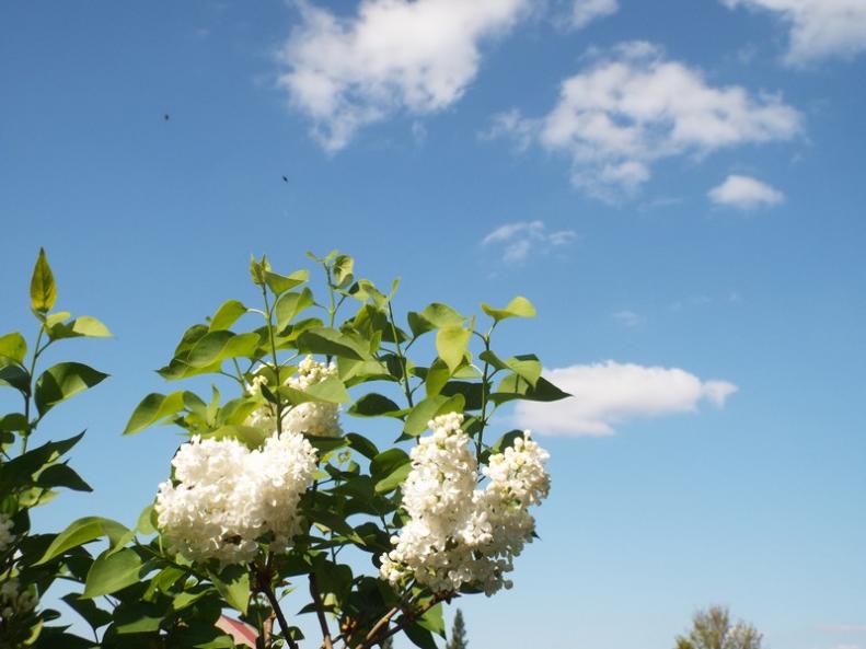 lilas
