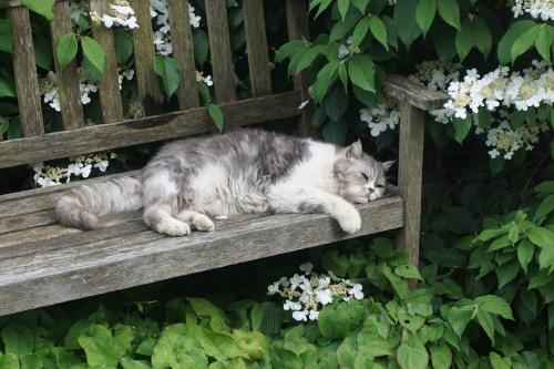 Le jardin de Malorie