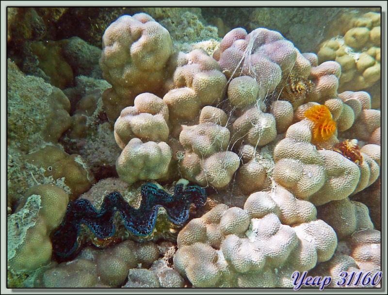 Spirobranches et bénitier - Lagon Bleu - Rangiroa - Archipel des Tuamotu - Polynésie française