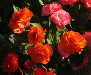 Les fleurs communiquent