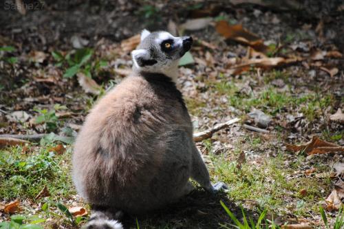(3) Le maki catta.
