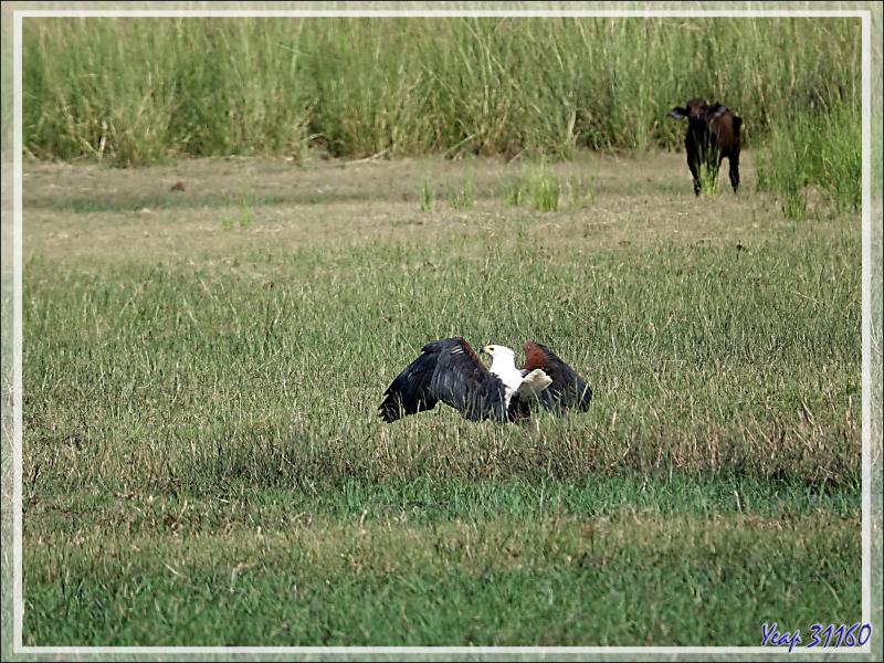 Un rapace attaque, en plusieurs étapes, un gros oiseau (Cormoran ? Anhinga ?) - Safari nautique - Parc National de Chobe - Botswana