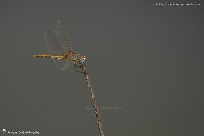 Sympetrum fonscolombii ♀ (Sympétrum à nervures rouges)
