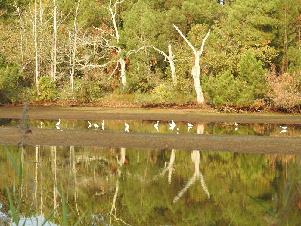 Balade dans la forêt de Saint-Brice, septembre 2024...