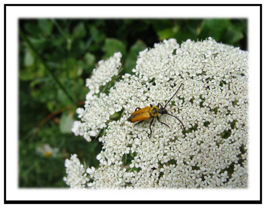 Le petit peuple de mon jardin 