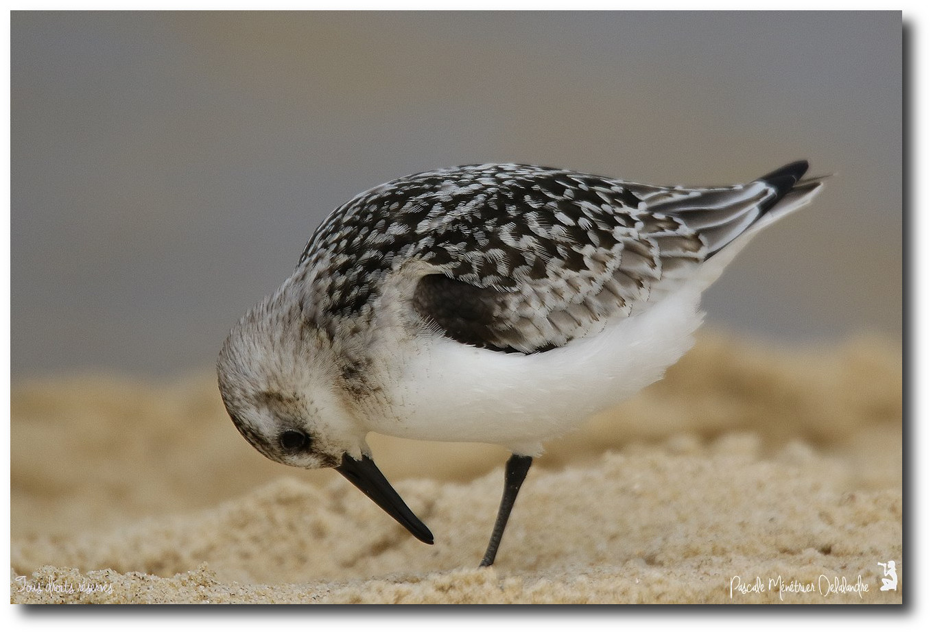 Bécasseau sanderling juvénile