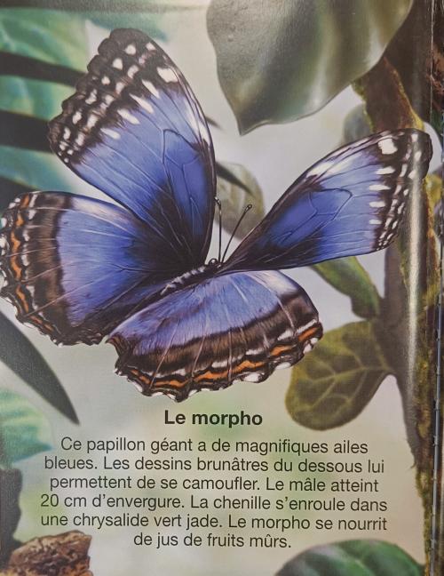 les papillons