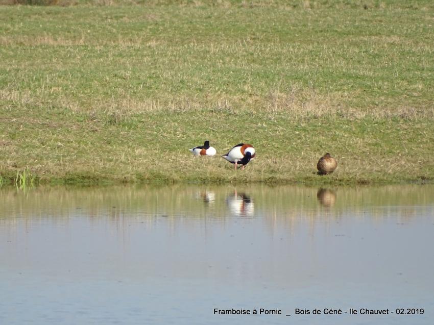 Vendée,  Bois de Céné 