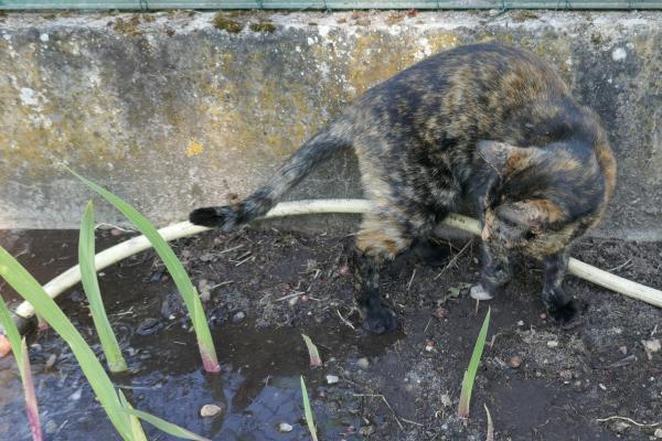Travaux de jardinage