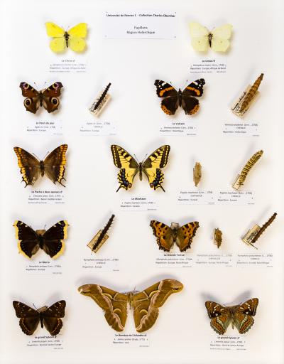 LEPIDOPTERES 2