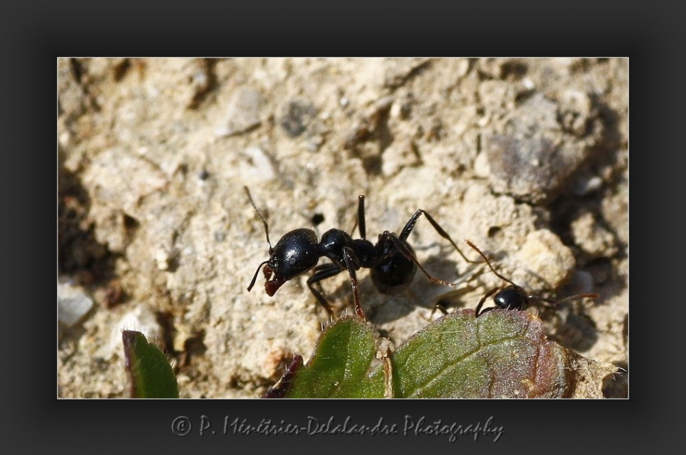 Travail titanesque des fourmis...