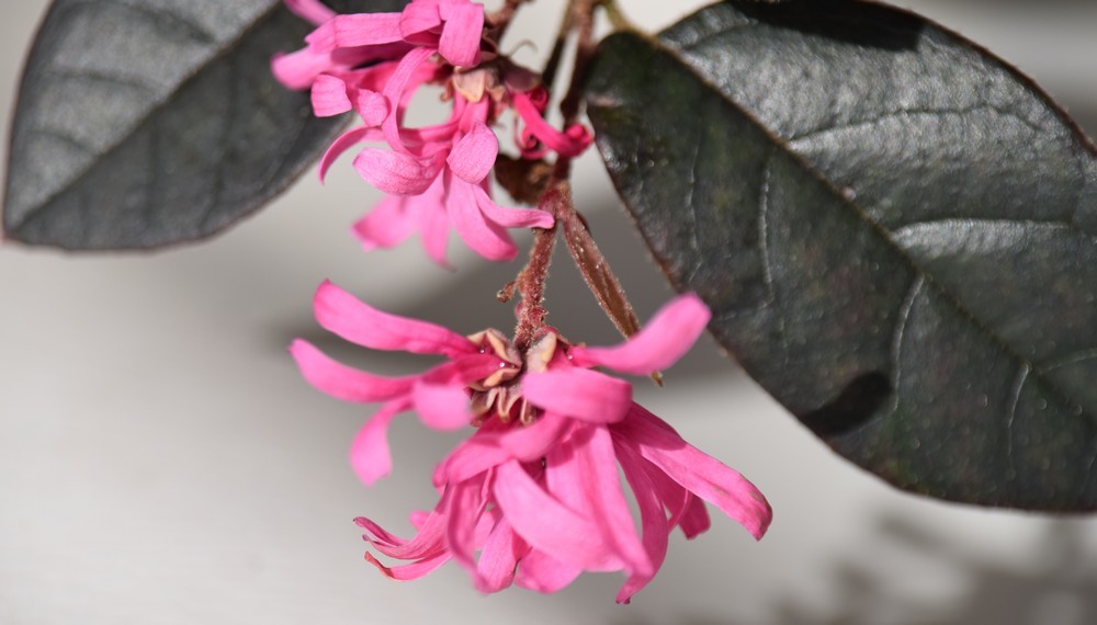 Connaissez vous le loropetalum ?